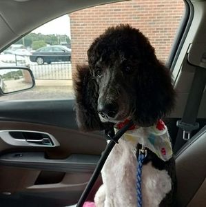 Meet your Posher, Lisa